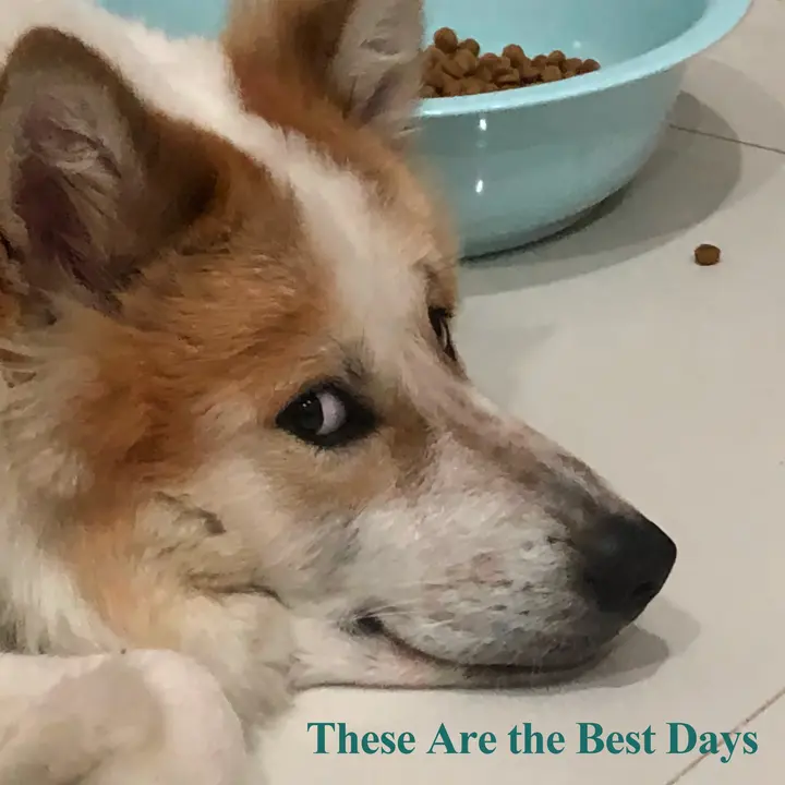 These Are the Best Days cover artwork